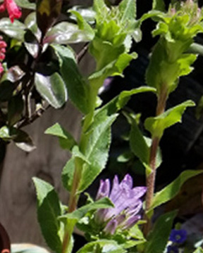 Campanulata