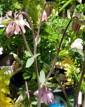 Columbine