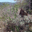 Salvia apiana
